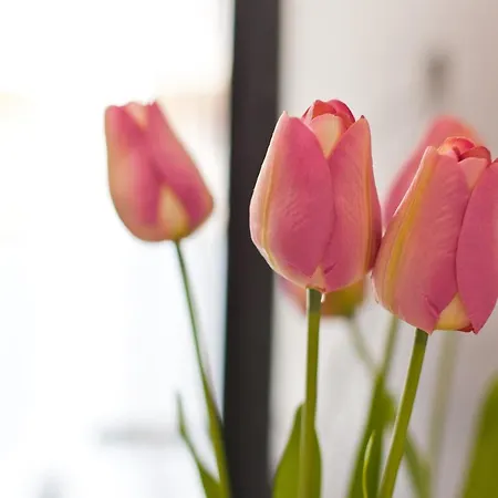 Aba Centrum 크리니차 즈드로이